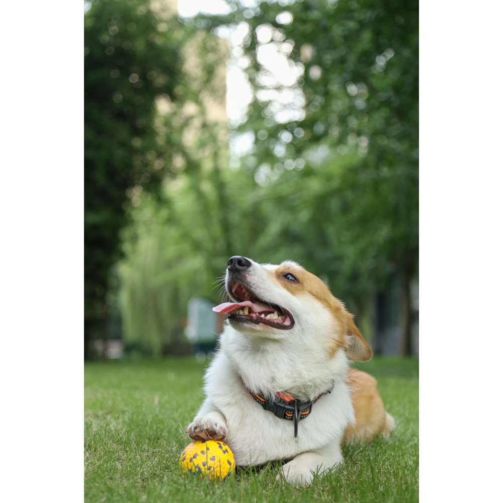 10643599 M-PETS BLOOM BALL OYUN TOPU PARÇALANMAZ YELLOW/GRAY