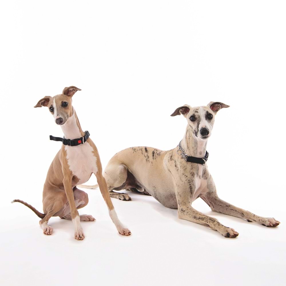 10811699 M-PETS KOMBI 2IN1 EĞİTİM TASMASI (S)