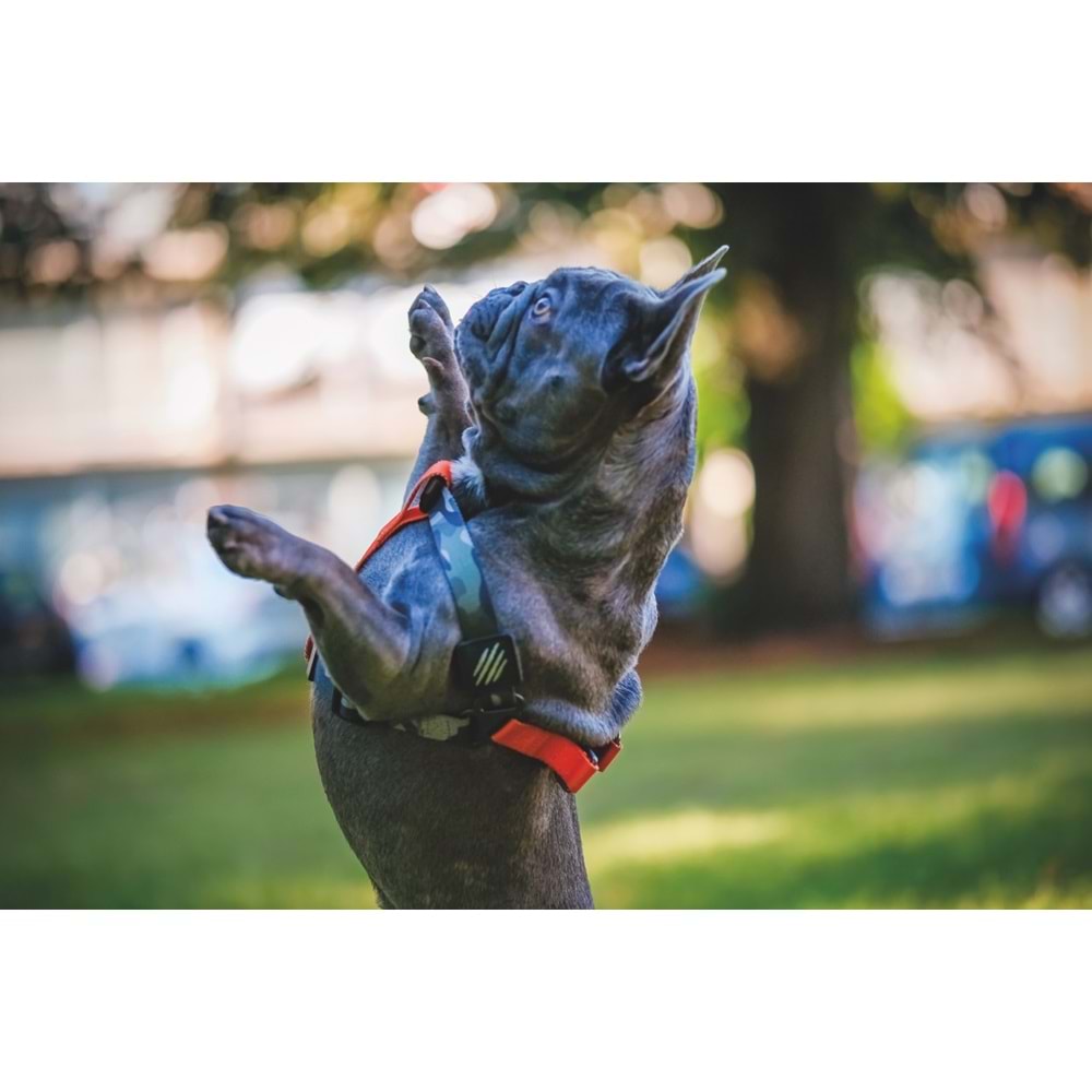 10838899 M-PETS WILD JUNGLE HARNESS (S)