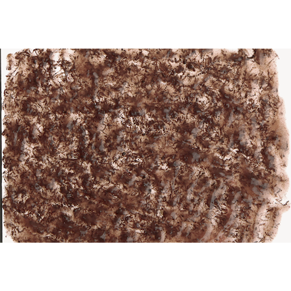 766952-TETRA FRESHDELİCA BLOODWORMS 48GR