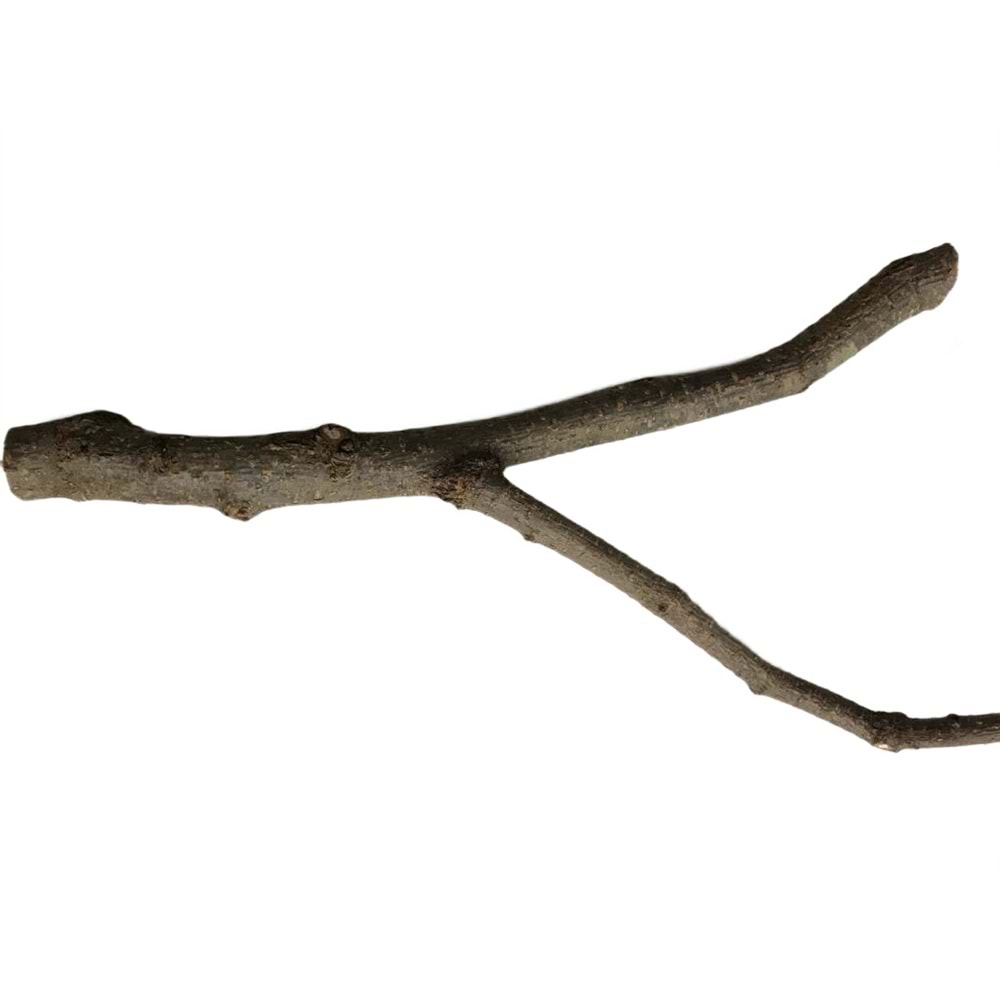 ST101 BEAKS DOĞAL TÜNEK-2