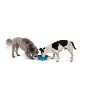 10552499 M-PETS ON THE ROAD KATLANABİLEN MAMA KABI (M) 750ML TURKUAZ/BROWN