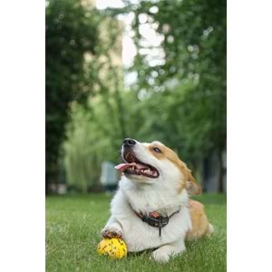10643599 M-PETS BLOOM BALL OYUN TOPU PARÇALANMAZ YELLOW/GRAY