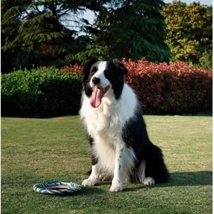 10672299 M-PETS SPRINTPUFF FRISBEE KÖPEK OYUNCAĞI BLUE/GREEN