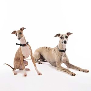 10811699 M-PETS KOMBI 2IN1 EĞİTİM TASMASI (S)