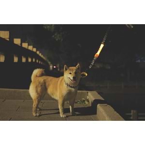 10856099 M-PETS FLASH LED BAND ORANGE