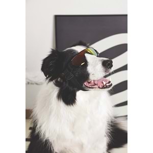 60901999 M-PETS SUNNY SUNBATHER KÖPEKLER İÇİN GÖZLÜK BLACK