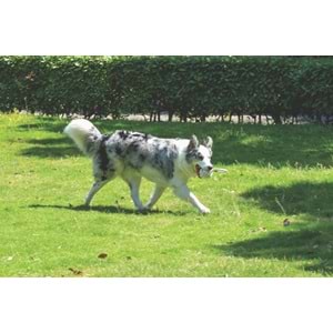 10646801 M-PETS COTO WHITE LOOP BALL 8CM ÇEKMELİ ÖRGÜ TOP OYUNCAK