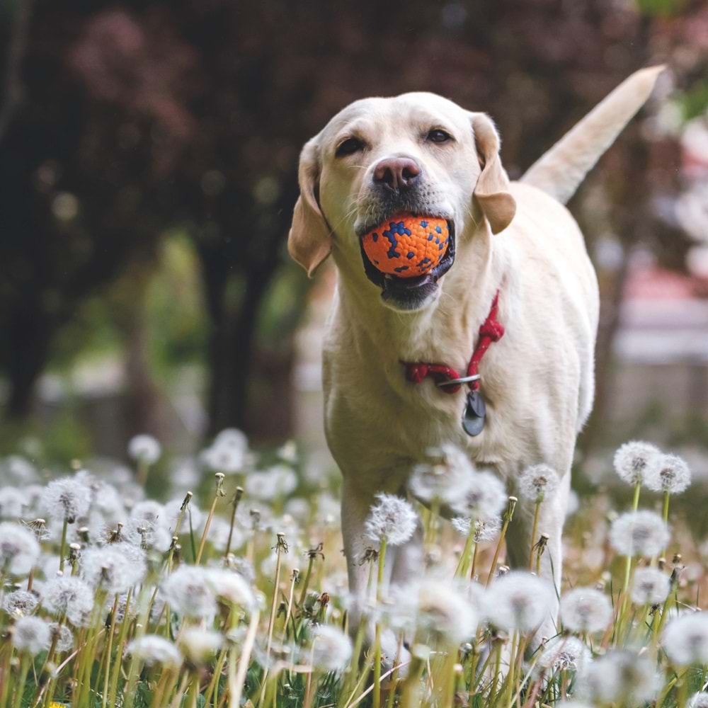 10650899 M-PETS BLOOM BALL OYUN TOPU PARÇALANMAZ ORANGE/BLUE