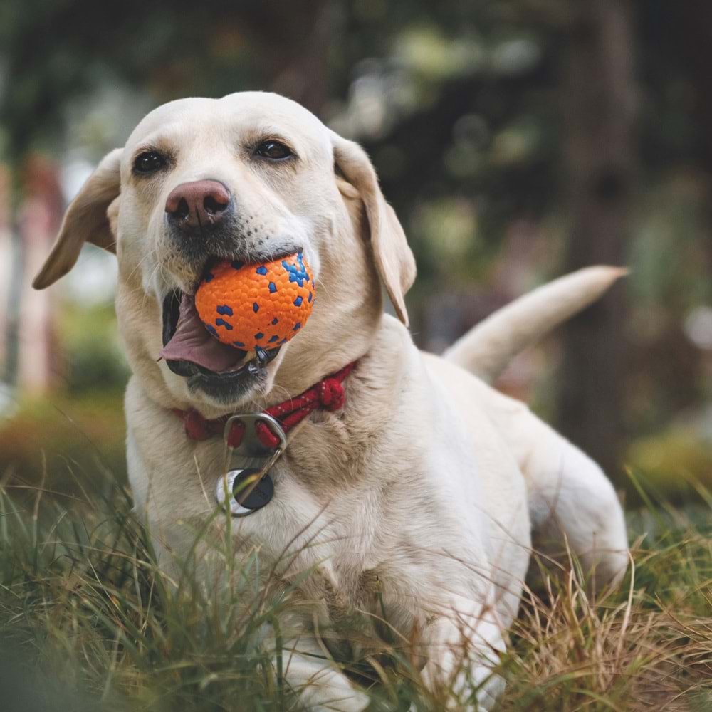 10650899 M-PETS BLOOM BALL OYUN TOPU PARÇALANMAZ ORANGE/BLUE