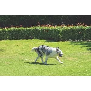 10652213 M-PETS COTO GREY BALL 9,5CM ÖRGÜ TOP OYUNCAK
