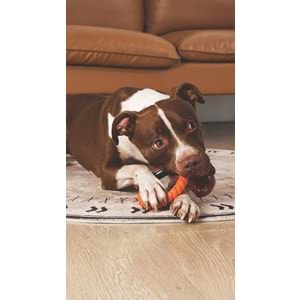 10660599 M-PETS RING KING KÖPEK OYUNCAĞI SINGLE ORANGE/BLACK