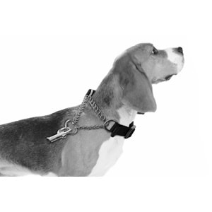 10811599 M-PETS KOMBI 2IN1 EĞİTİM TASMASI (XS)