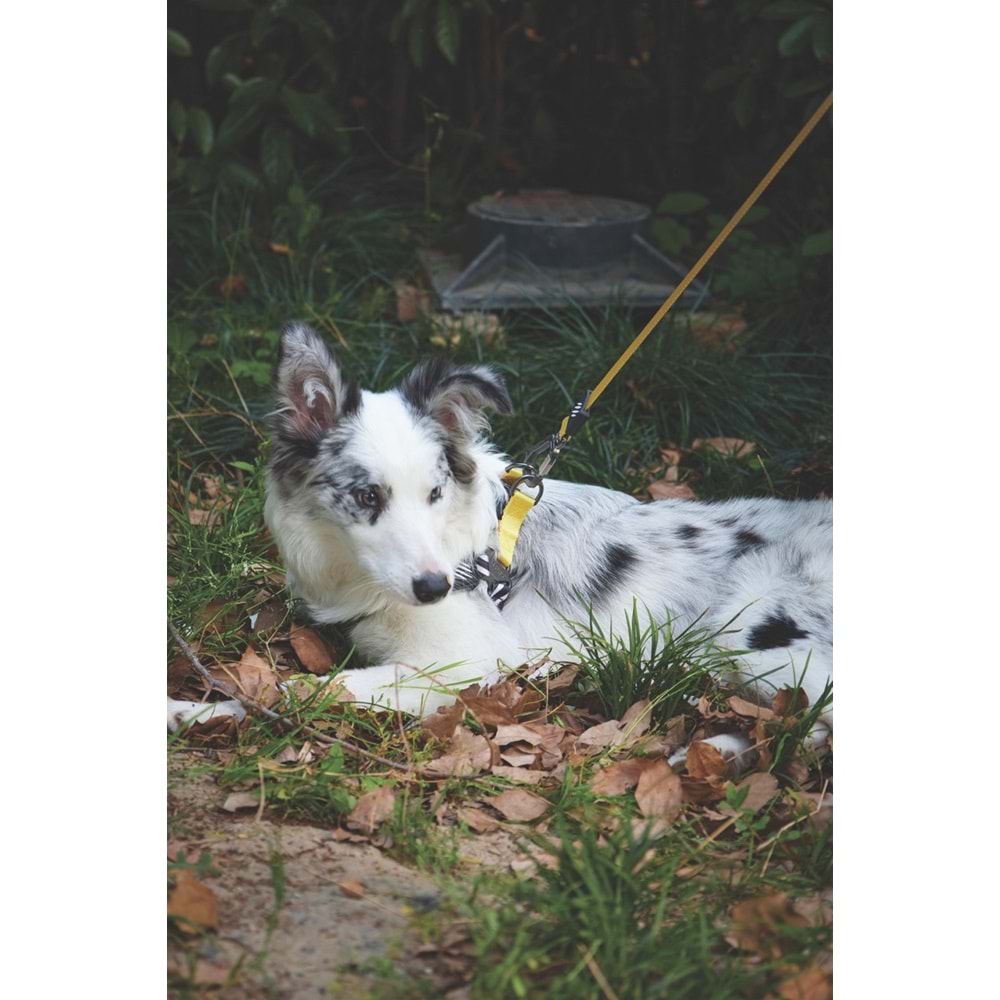 10836899 M-PETS WILD SAFARI LEASH REGULAR (S-M)