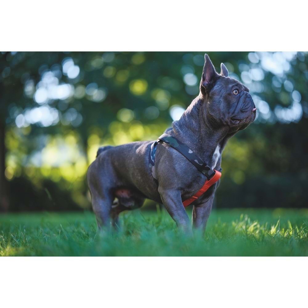 10839099 M-PETS WILD JUNGLE HARNESS (L)