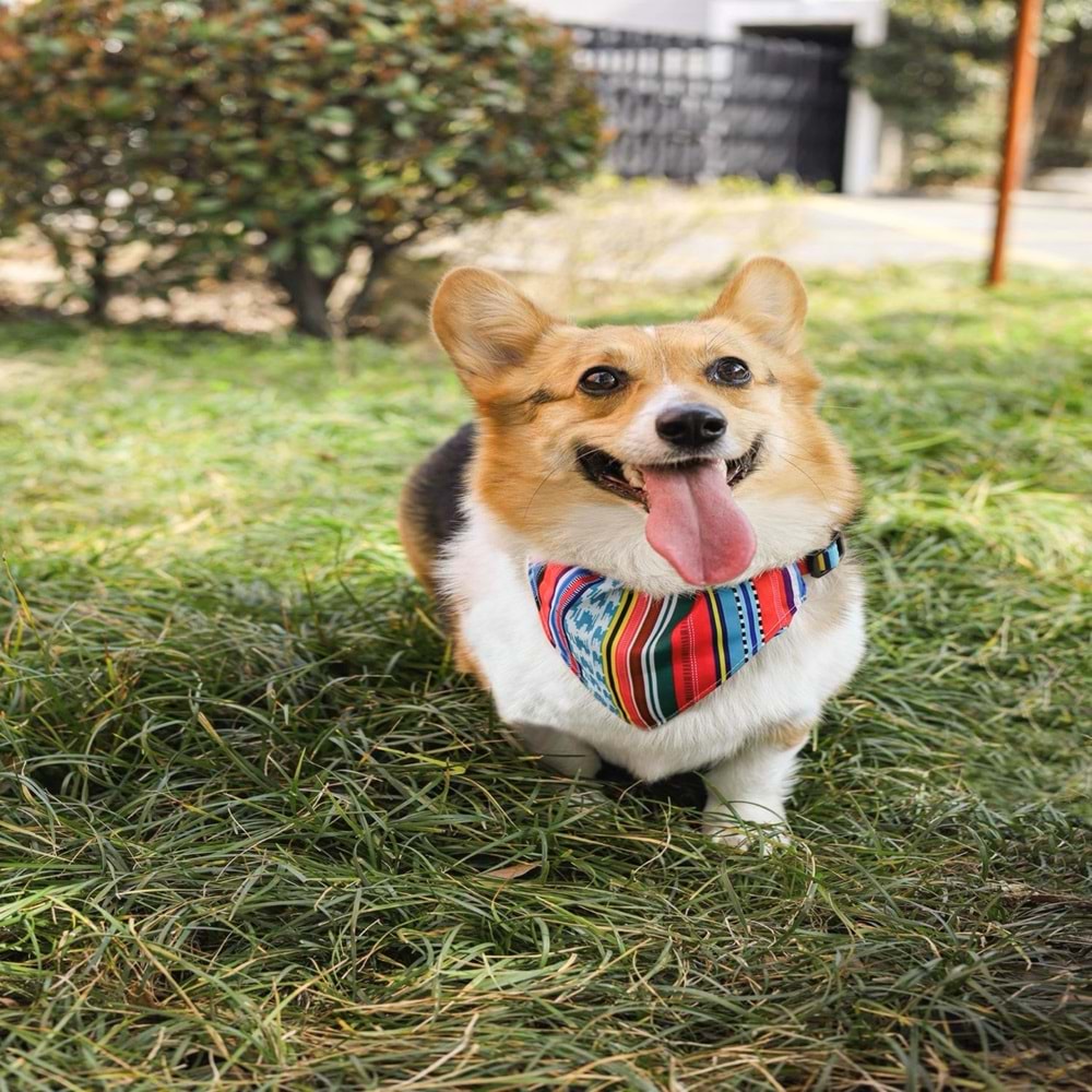 10840099 M-PETS URBAN STYLE JAZZ STRIPES BANDANA COLLAR (S)