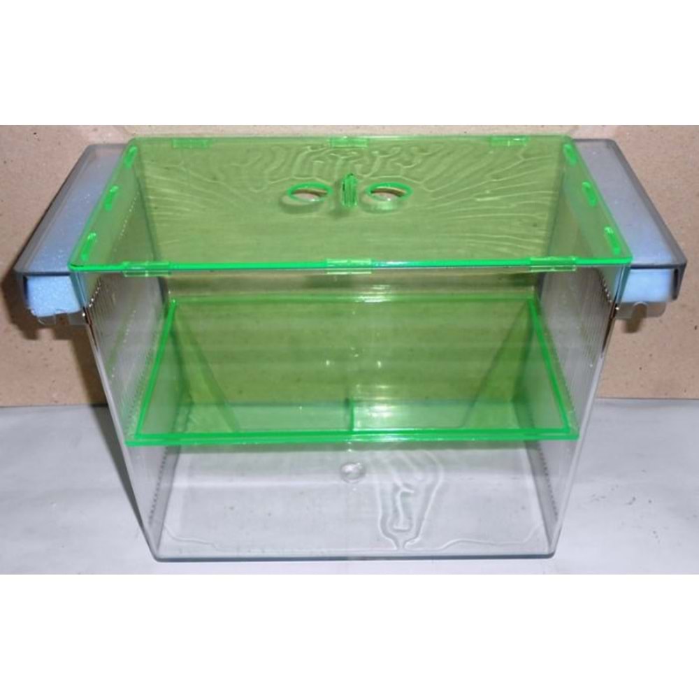 201610 SEALİFE İKİLİ DEV CICHLID YAVRULUĞU