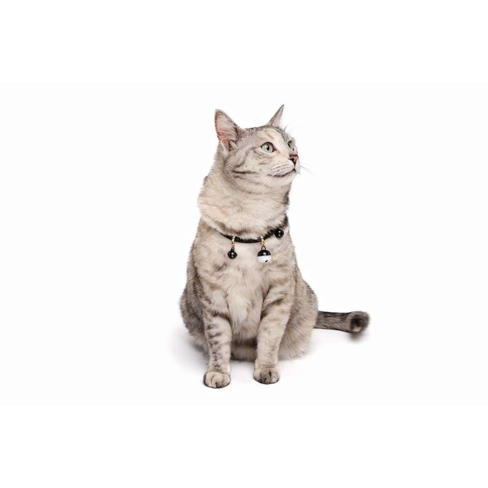 20800499 M-PETS PIXIE KEDİ BOYUN ZİLLİ TASMASI BLACK