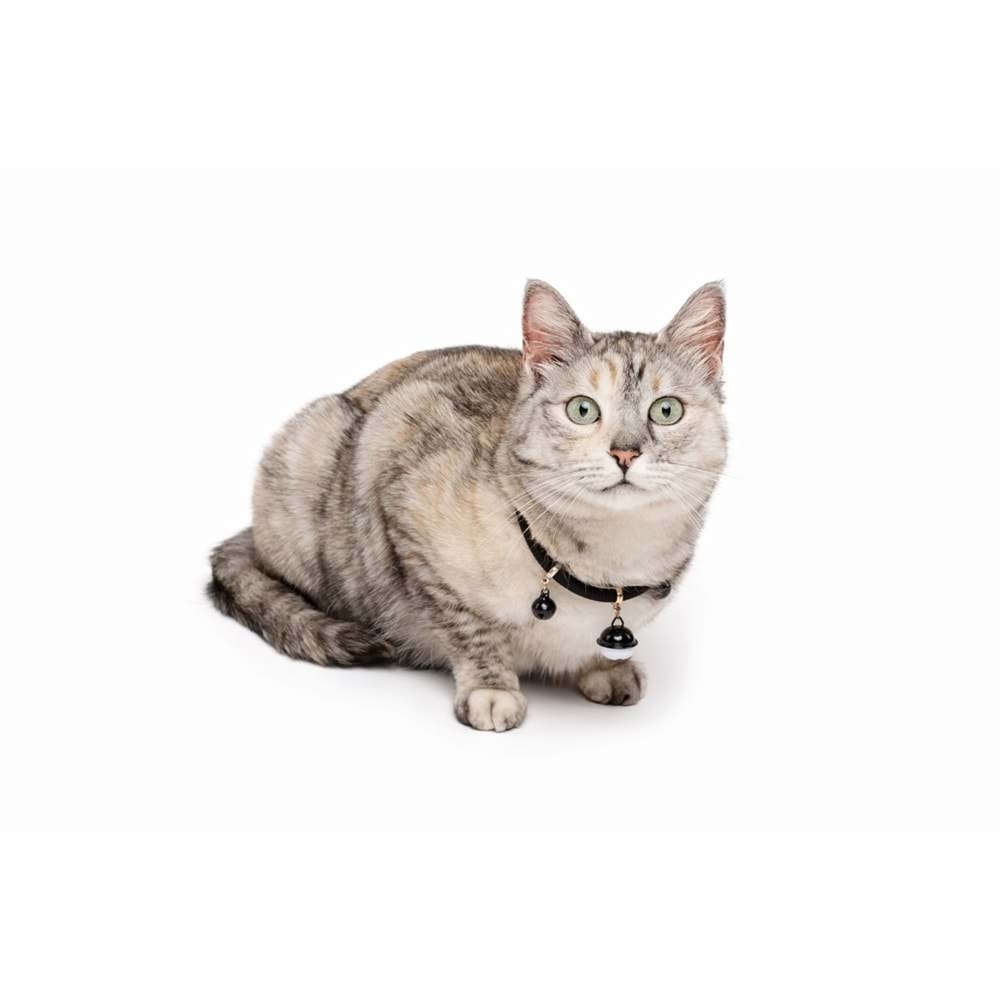 20800499 M-PETS PIXIE KEDİ BOYUN ZİLLİ TASMASI BLACK
