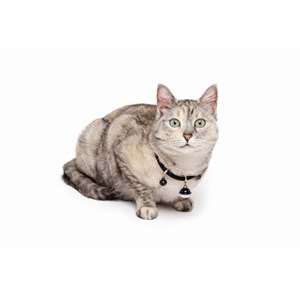 20800499 M-PETS PIXIE KEDİ BOYUN ZİLLİ TASMASI BLACK