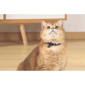 20802499 M-PETS GENTLE CAT BOYUN TASMASI BLUE