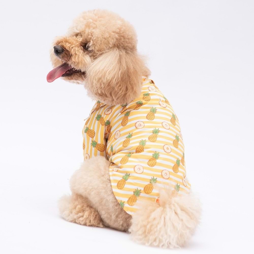 25405-PAWSTAR PANAMA CİTY DESENLİ GÖMLEK 5Lİ SET (M-L-L-XL-2XL)