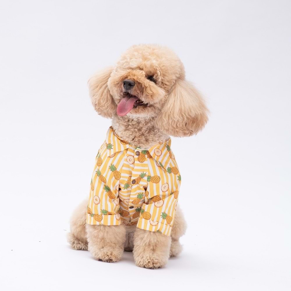 25405-PAWSTAR PANAMA CİTY DESENLİ GÖMLEK 5Lİ SET (M-L-L-XL-2XL)